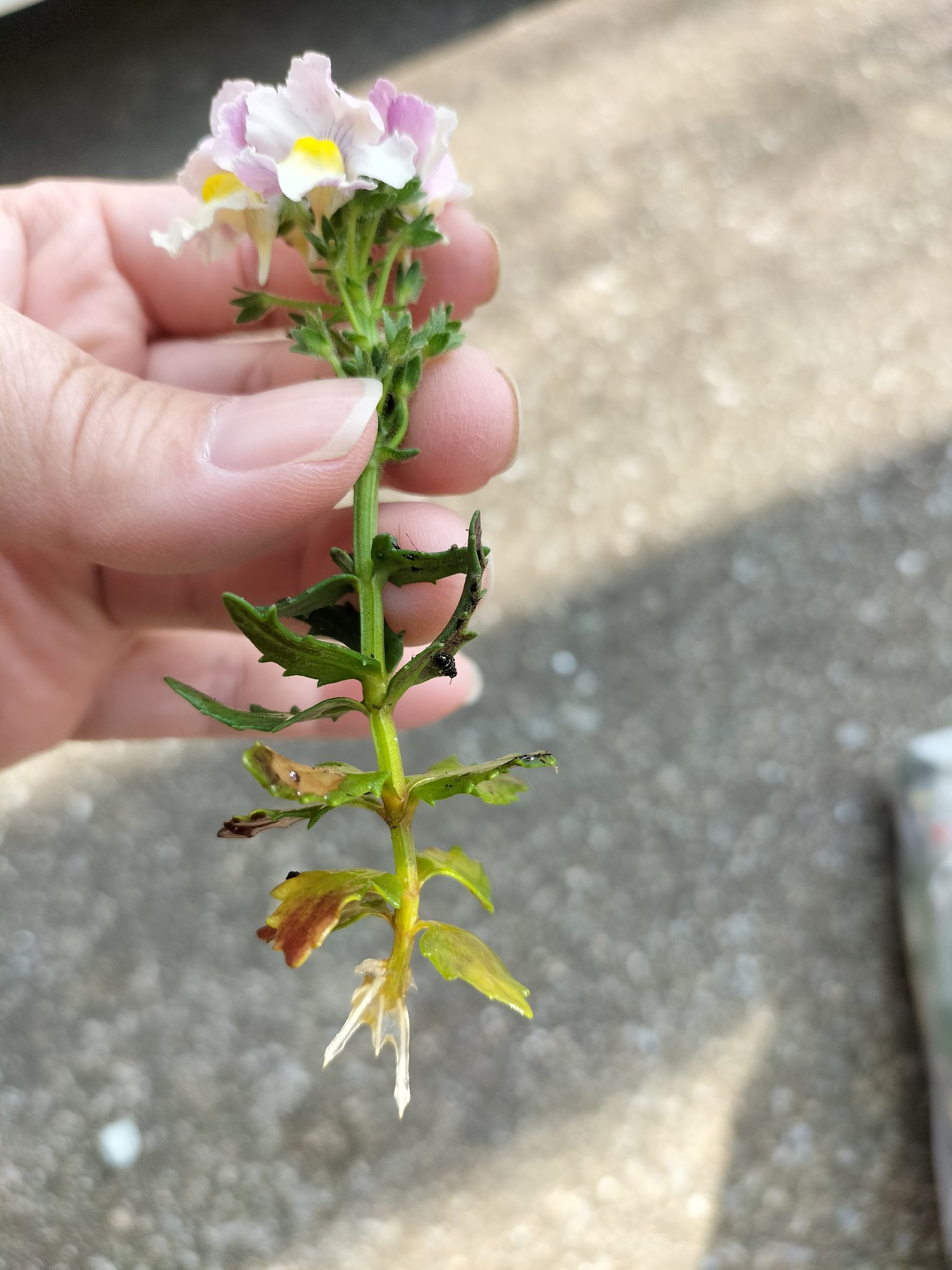 ぼん No Twitter 宿根ネメシア 小瓶に入れて切り花として玄関に置いてたらまさかの根っこ 植えるよね ネモフィラ 蕾になってるので間もなくです オルレア この状態で背丈が高くなってます 早く花が見たいのだが 私待つわ T Co Zl3pdslhm6