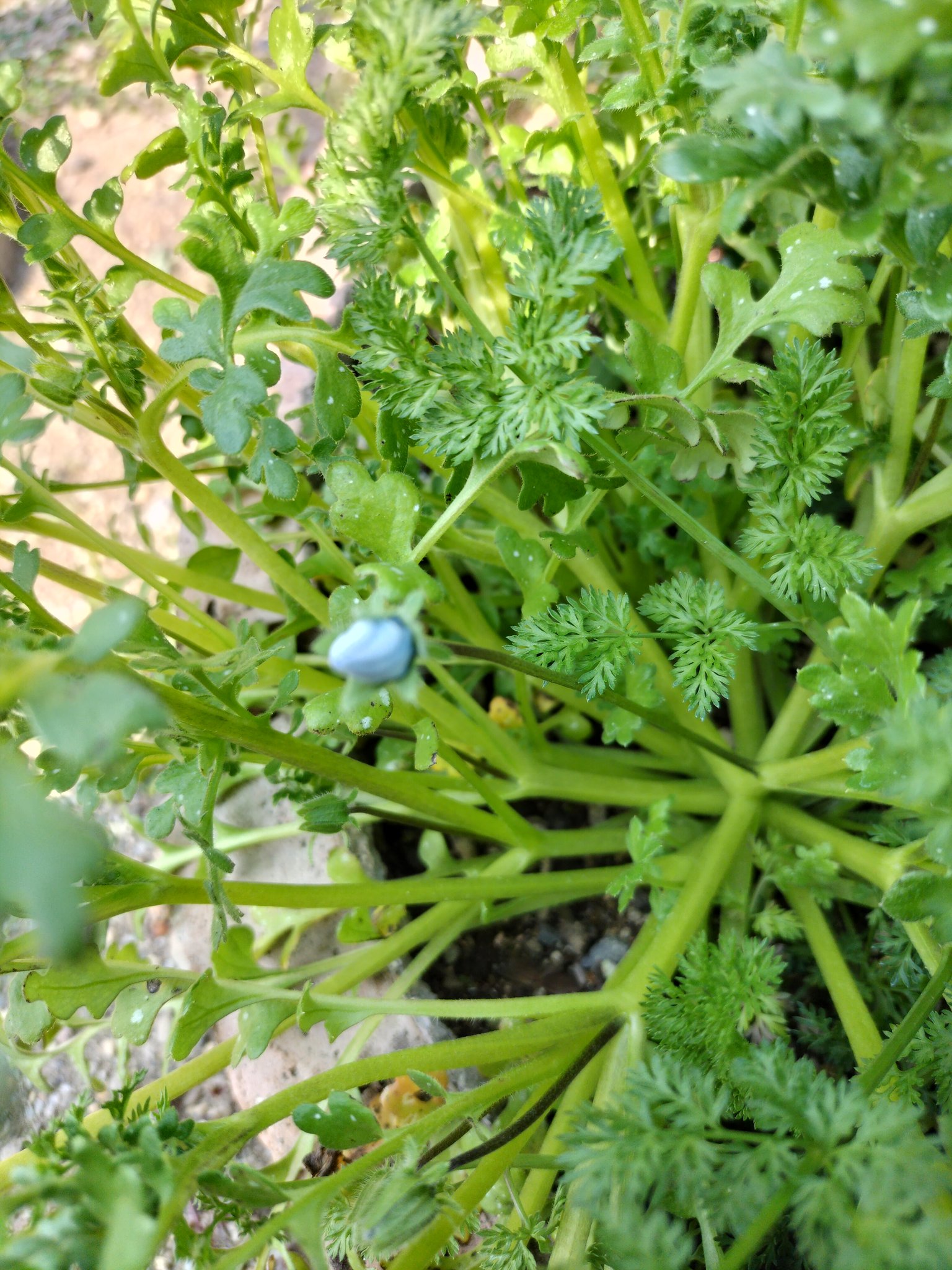 ぼん No Twitter 宿根ネメシア 小瓶に入れて切り花として玄関に置いてたらまさかの根っこ 植えるよね ネモフィラ 蕾になってるので間もなくです オルレア この状態で背丈が高くなってます 早く花が見たいのだが 私待つわ T Co Zl3pdslhm6
