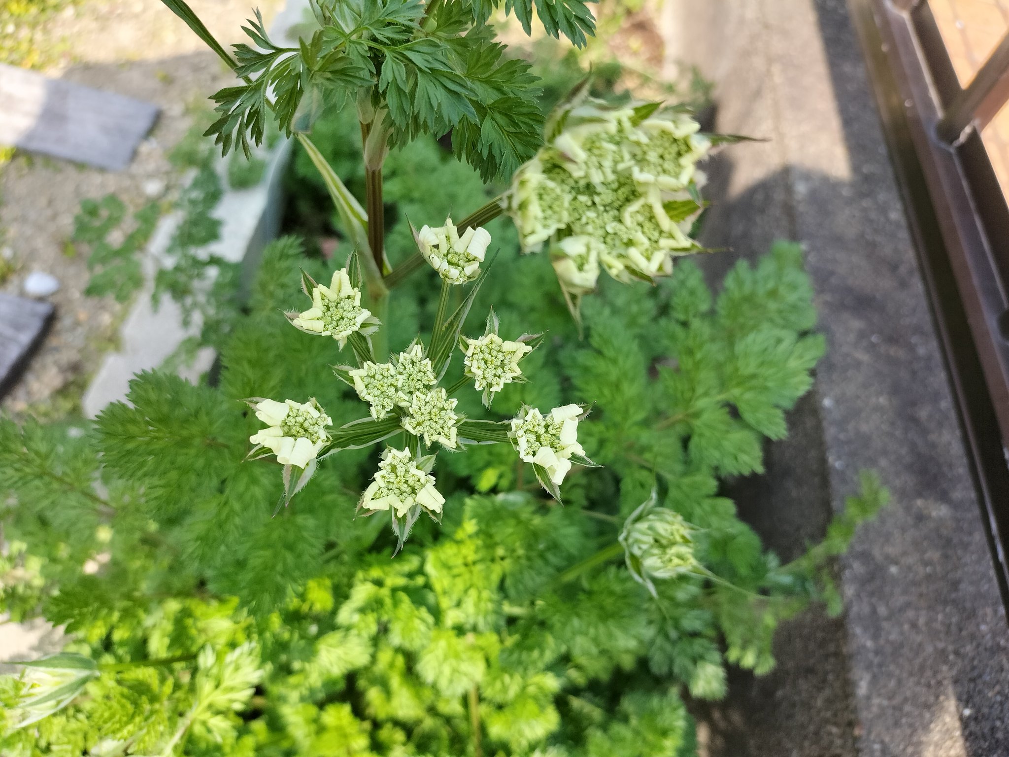 ぼん No Twitter 宿根ネメシア 小瓶に入れて切り花として玄関に置いてたらまさかの根っこ 植えるよね ネモフィラ 蕾になってるので間もなくです オルレア この状態で背丈が高くなってます 早く花が見たいのだが 私待つわ T Co Zl3pdslhm6