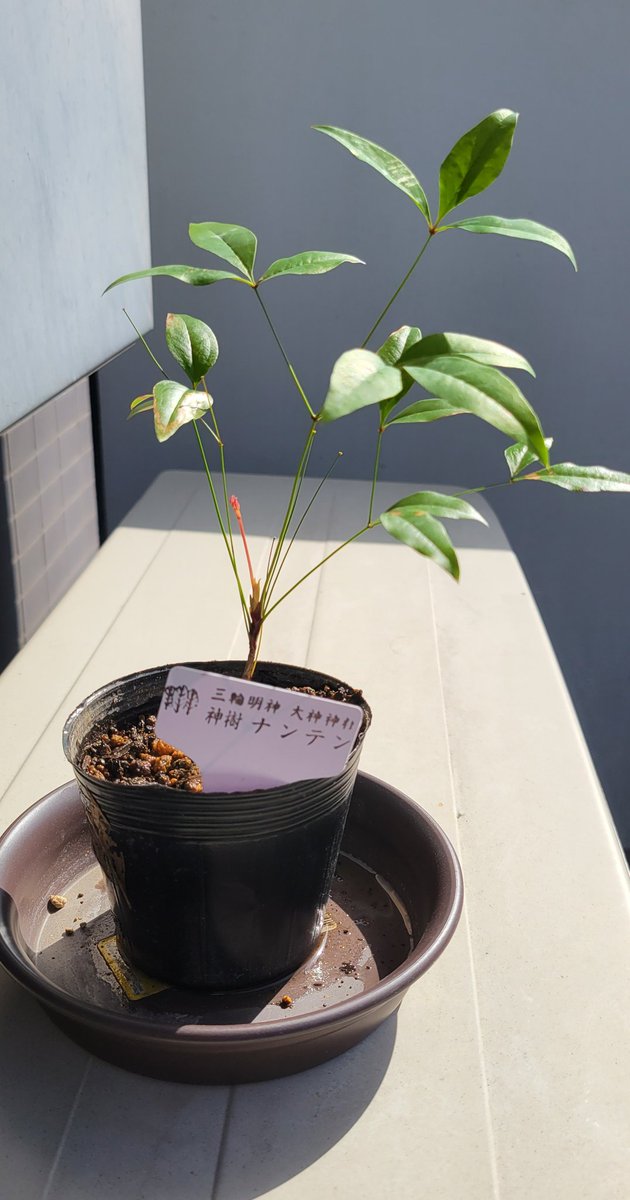 Twitter এ 八田靖彦 姓名学者 占術研究家 天気が良いので 奈良の三輪大明神で頂いた神樹 南天の鉢植えをベランダに ナンテン 難を 転ずる 自宅やオフィスの玄関に置くと吉 T Co Ht8lbpfjby ট ইট র