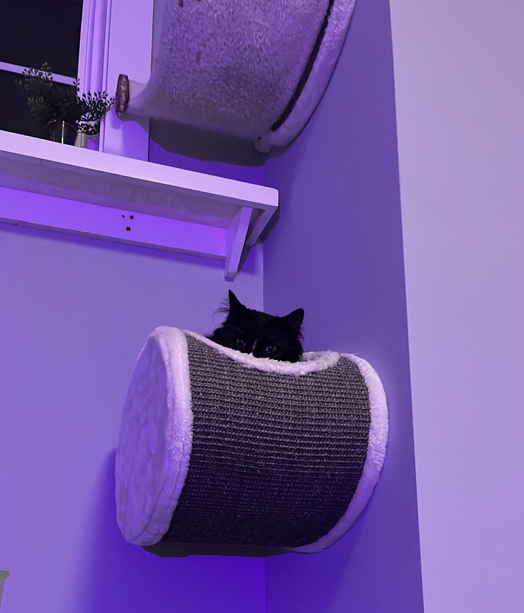 PostingTux's tweet photo. Mwahahah silly humans will never find me 😼😼
#CatsOfTwitter #Caturday https://t.co/JkKSUNvJ03