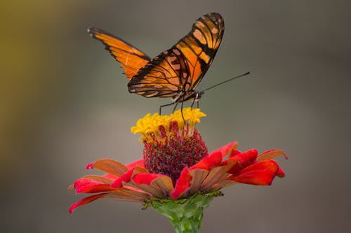 AnimalLoverJu's tweet photo. Butterflies are a beautiful sight to see. #ButterflyTeaser #Butterfly #beautiful #Happiness #Gentlegarden #sweet #colourful #gentle #flutter Butterflies use their feet to taste. 🦋🦋🦋 https://t.co/lSmuZhzmXr