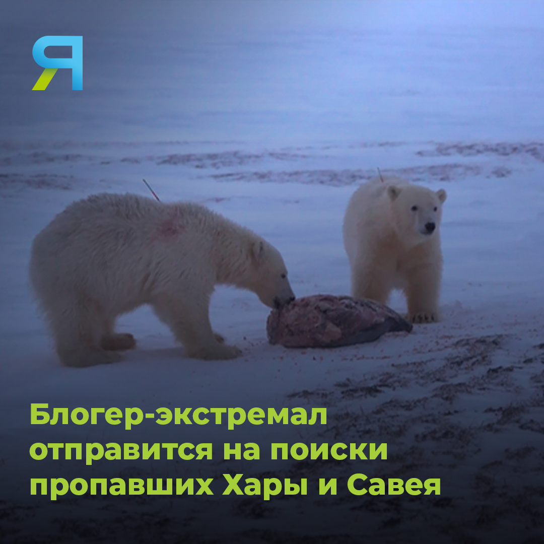 🐻‍❄️ Известный путешественник Сергей Сайман планирует найти пропавших на Ямале белых медведей. Сергей планирует попытаться их найти, а заодно посетить нефтегазовые промыслы и снять фильм о жизни коренных народов Севера.

#ямал #ямалновости #белыймедведь #хара #савэй