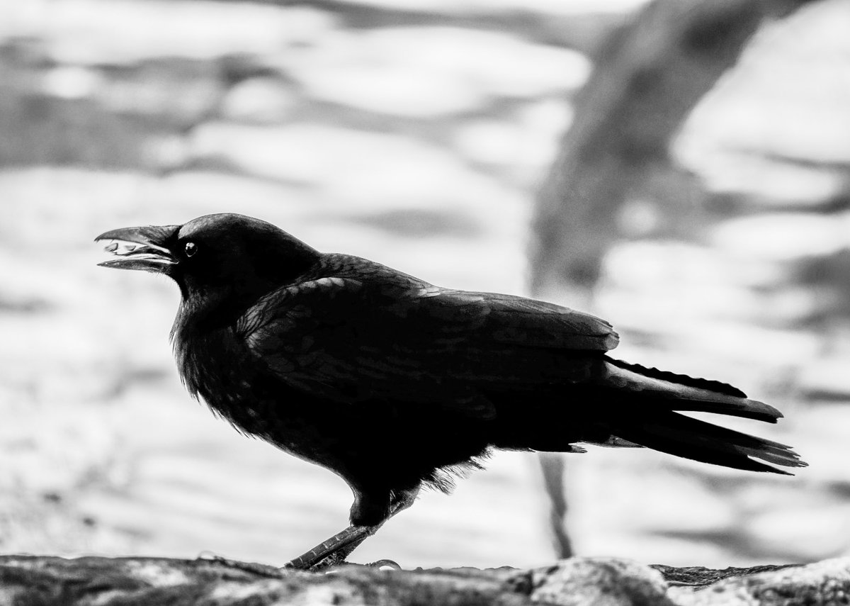 wineandxanax's tweet photo. Crow tongue with peanuts 👏
Crows in b&w💗💗💗
#crows #crowphotography #crowfriends https://t.co/ccRw5irGRx