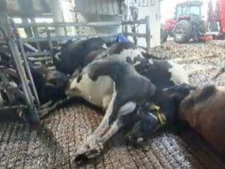 Lismore floods: At least 20 dairy farmers properties in “critical” condition
bit.ly/35KJIGR
<a href="/theweeklytimes/">The Weekly Times</a> 
<a href="/AusDairyFarmers/">ADF</a> @VFF_UDV <a href="/Dairy_Australia/">Dairy Australia</a> <a href="/DairyConnect/">Dairy Connect</a> <a href="/MurrayHicksind4/">Hicksind4Nicholls</a> <a href="/eastAUSmilk/">eastAUSmilk</a>