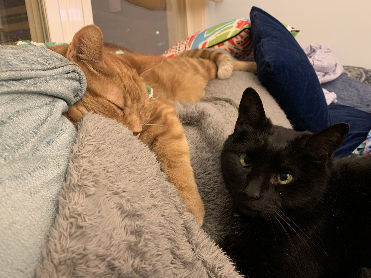 LordByronTheCat's tweet photo. She’s my sister, and my #1 fan. https://t.co/37CWmzCXSv