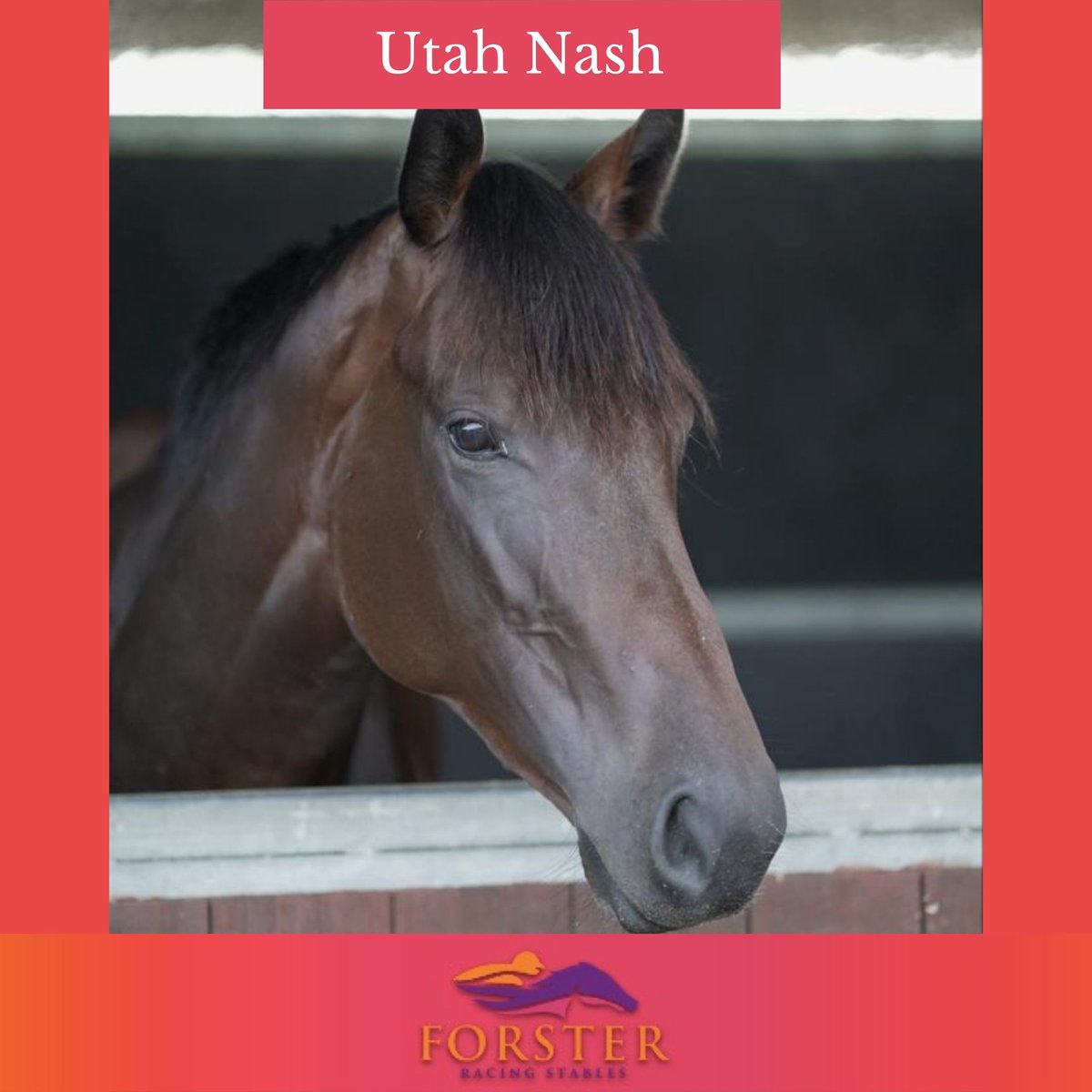 Desracing74's tweet photo. The sun is back out and we have three great runners today at Toowoomba!
Race 2 - Executive Stress - 12:02pm
Race 3 - Utah Nash - 12:37pm
Race 6 - Red Chase - 2:32pm
Have a great Saturday everyone!
#executivestress #utahnash #redchase #saturdayracing #racingqld #horsetips https://t.co/XqL5tr1bkV