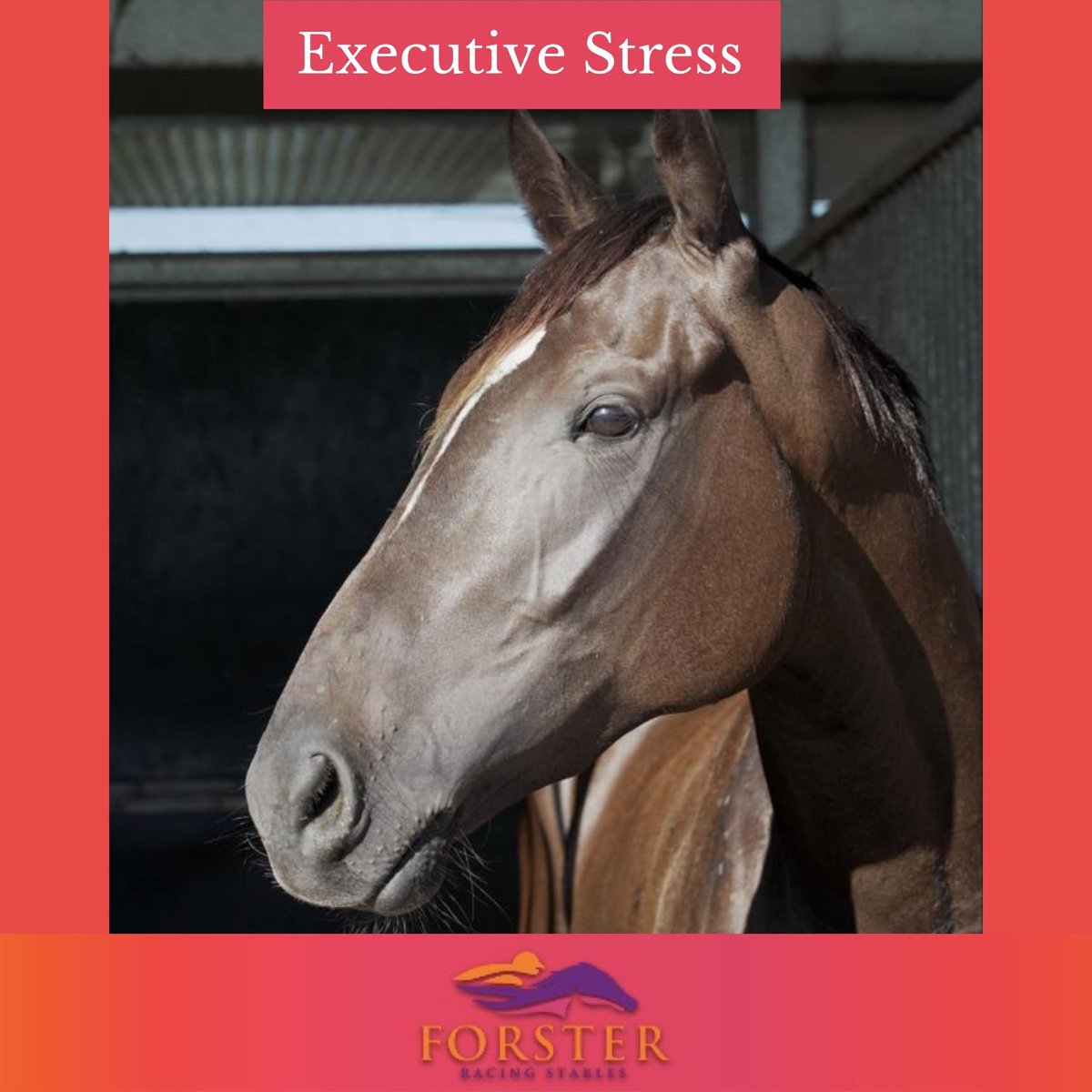 Desracing74's tweet photo. The sun is back out and we have three great runners today at Toowoomba!
Race 2 - Executive Stress - 12:02pm
Race 3 - Utah Nash - 12:37pm
Race 6 - Red Chase - 2:32pm
Have a great Saturday everyone!
#executivestress #utahnash #redchase #saturdayracing #racingqld #horsetips https://t.co/XqL5tr1bkV