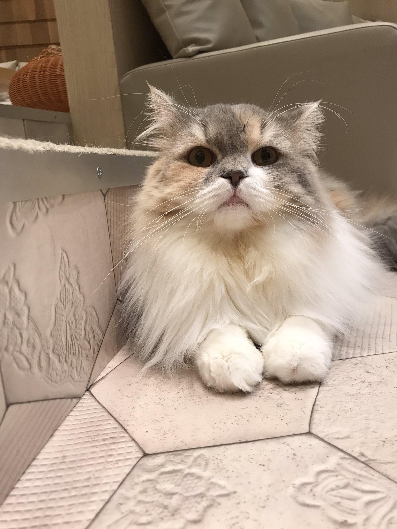 宮崎猫カフェ Twitter Search Twitter