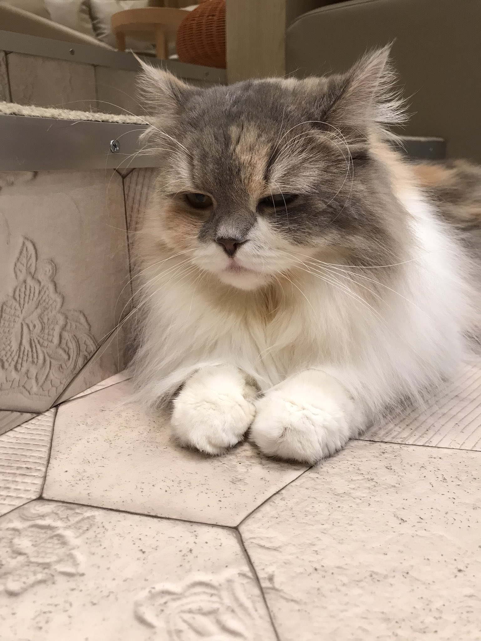 宮崎猫カフェ Twitter Search Twitter