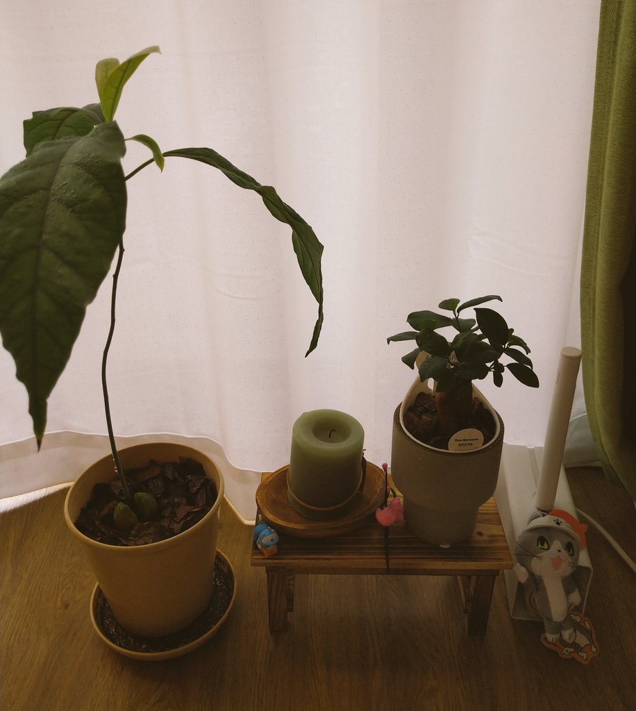 はむむ おはむむ アボカド も1歳になったよ 新しくガジュマルもそだててるけど 育ってるのかなぁ 鉢植え替えたら大きくなるかな サクラ の盆栽を見かけたんだけど気になるんですよねぇ ちょっと欲しい おは戦md おはのこ