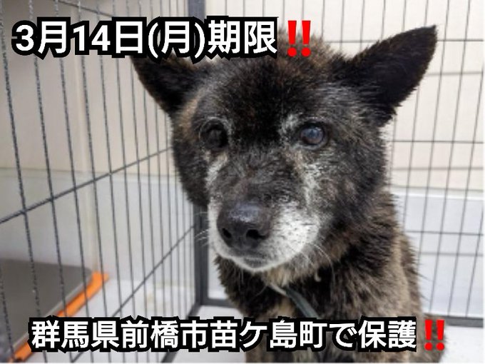 前橋保健所収容犬のtwitterイラスト検索結果 古い順