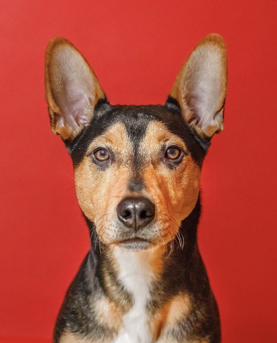 Dogs of MSP tweet media