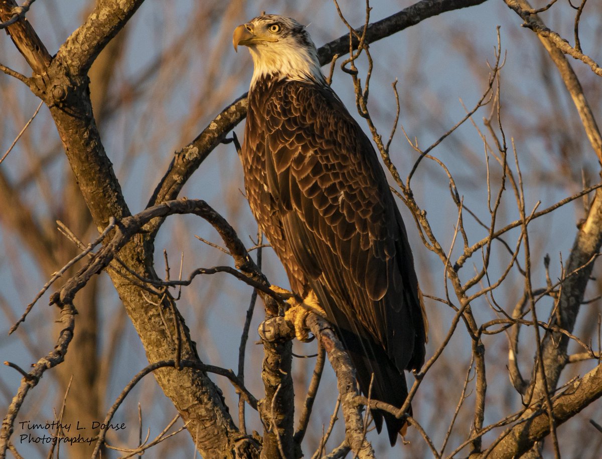 TimmyPWRgamer's tweet photo. Sub-Adult Bald Eagle at sunset. 
#baldeagle #Eagle #raptor #birdwatching #birdsofprey #photography #canon #goldenhour #animals #birds #nature #NaturePhotography #naturelove https://t.co/RYb3H0oML5