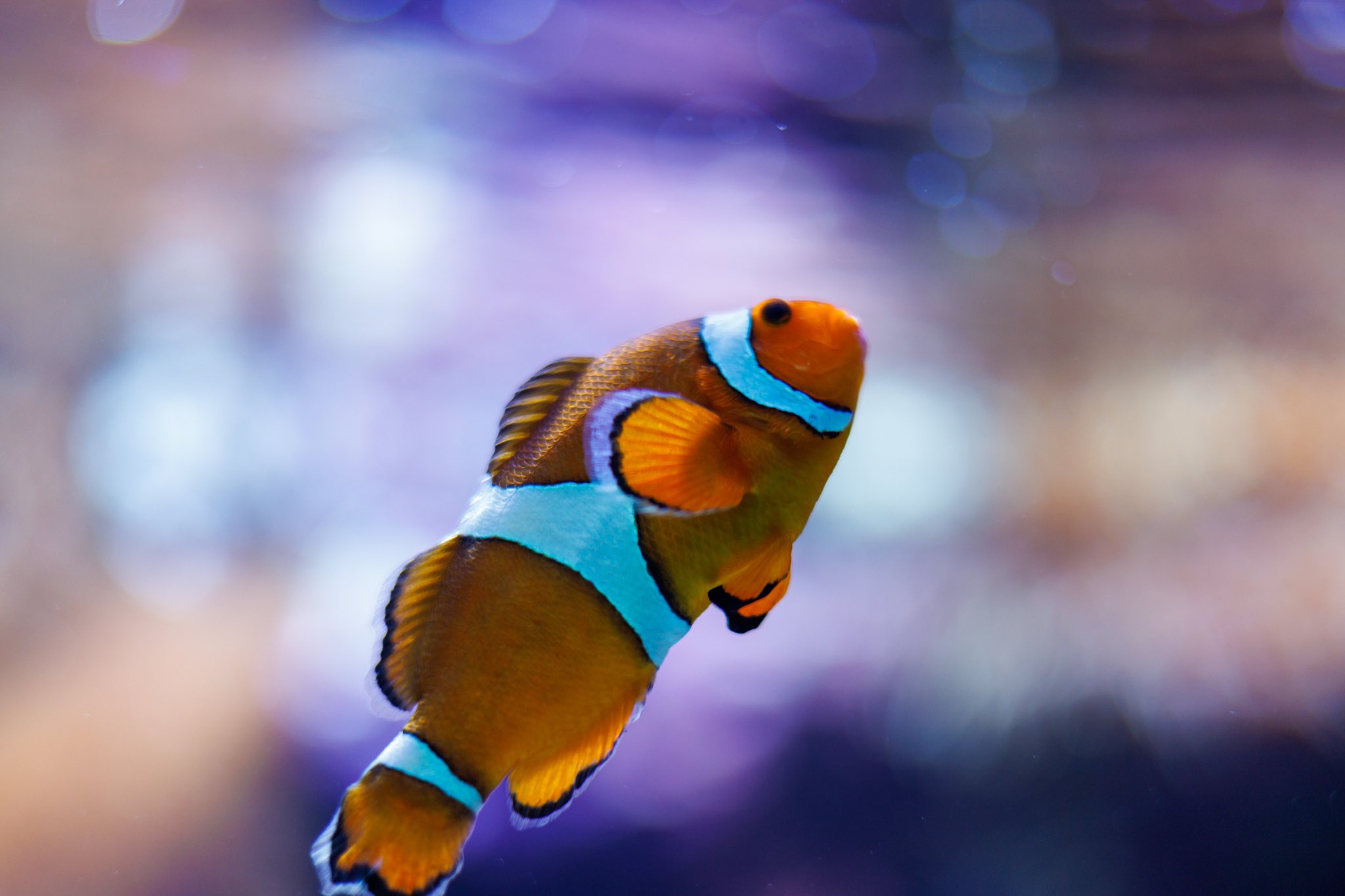 もりくま カメラ勉強中 カクレクマノミ 生涯においてオス メスに性転換するようだ 生まれて1番大きいと メス 2番目は オス それ以外は どっちでもない えっ まじで と思った次第です カクレクマノミ すみだ水族館 T Co もりくま カメラ勉強中 カクレクマノミ 生涯においてオス メスに性転換するようだ 生まれて1番大きいと メス 2番目は オス それ以外は どっちでもない えっ まじで と思った次第です カクレクマノミ すみだ水族館 T Co