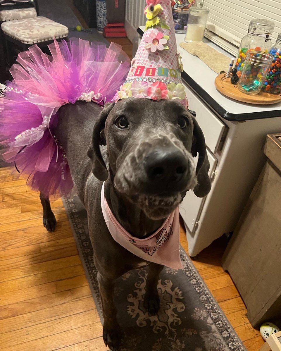 tambiyoyo's tweet photo. Today is my Big Beautiful Blue Baby’s 1st Birthday…Happy Birthday Willow Blu! #greatdane #BlueDane #GentleGiant #WillowBlu https://t.co/gr0SuuM89Z