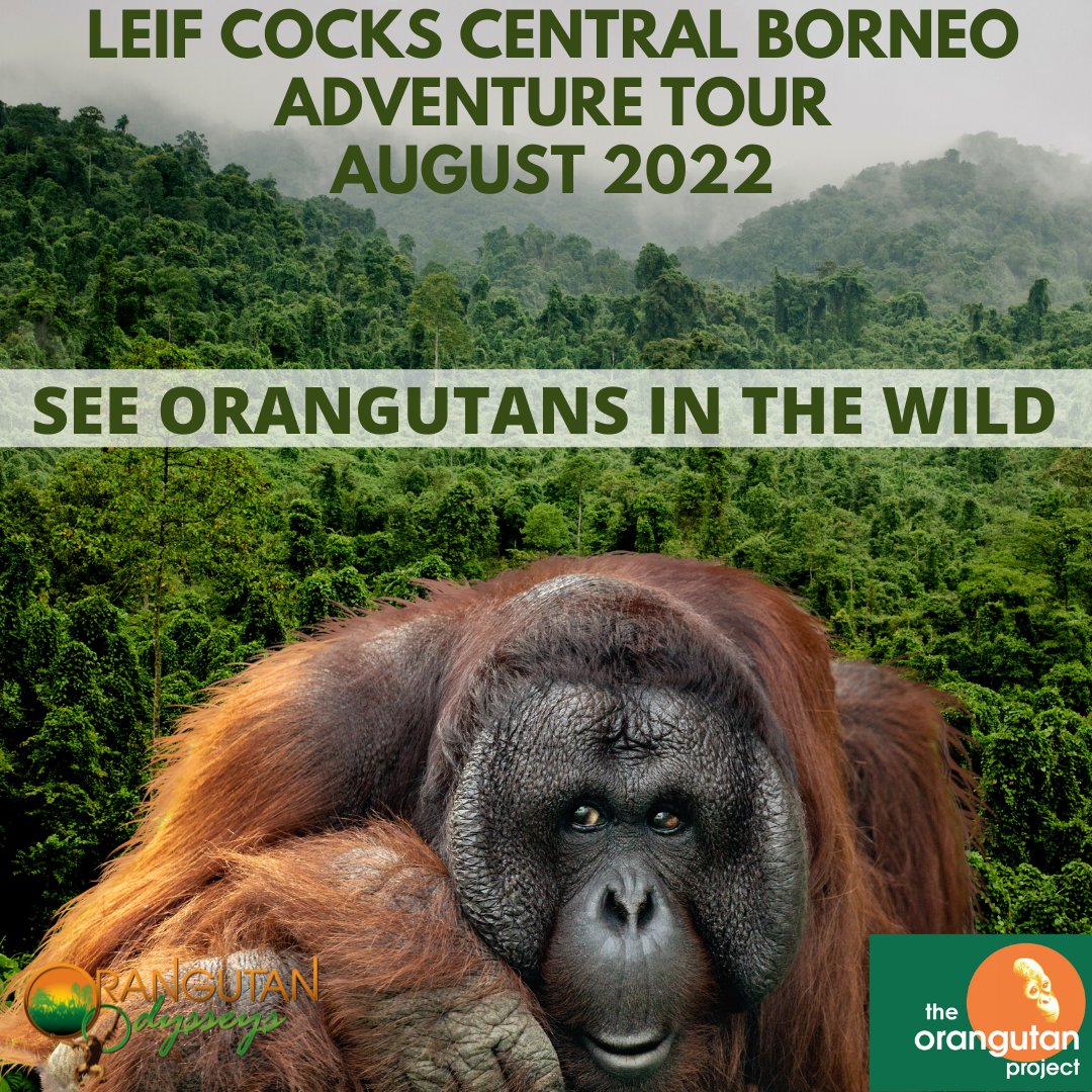 OrangutanTOP's tweet photo. Adventure awaits you in Borneo. Join Leif for an experience you will never forget.
https://t.co/cJIDDcx2m3
#TheOrangutanProject #TOP #AdventureTour #AdventureInBorneo #TourWithLeifCocks #BorneoAdventure #TravelToBorneo https://t.co/p2FuVfXt3F