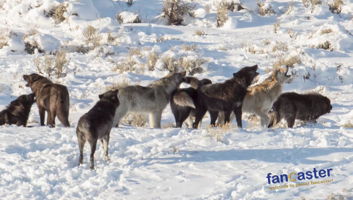 fancaster's tweet photo. Should Protections for Wolves Be Expanded? https://t.co/K2XJgbNtt6 Via @fancaster @CAWolfCenter @nywolforg #Wolves #Yellowstone #Wildlife #NationalParks #Nature #WolfProtection #WolfConservation https://t.co/TPXmNljZNc