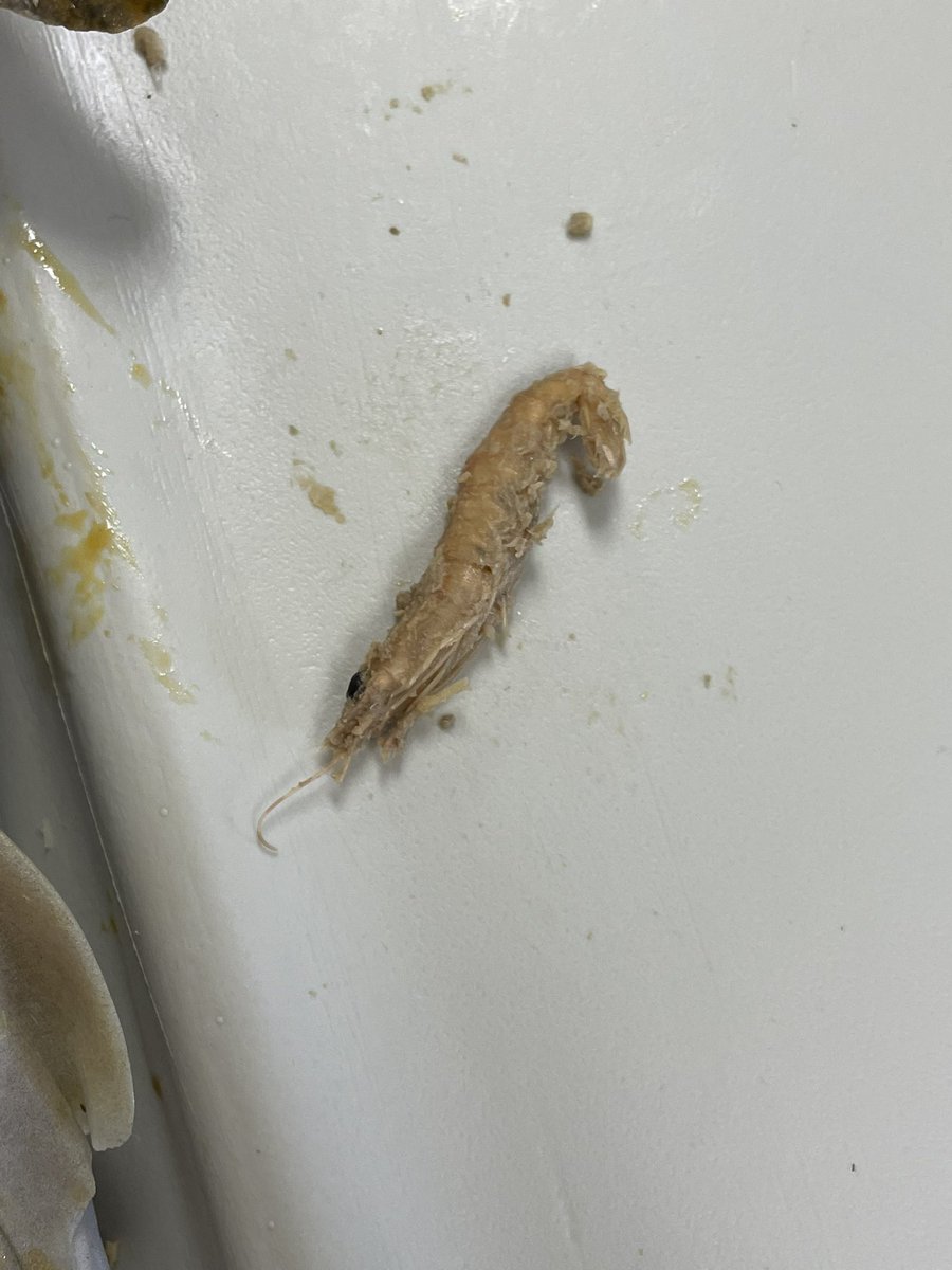 Shark week in aquatic science. 3 days of dissection. <a href="/MrsHeistScience/">Leilani Heist</a> @geriberger08 @ljrchem