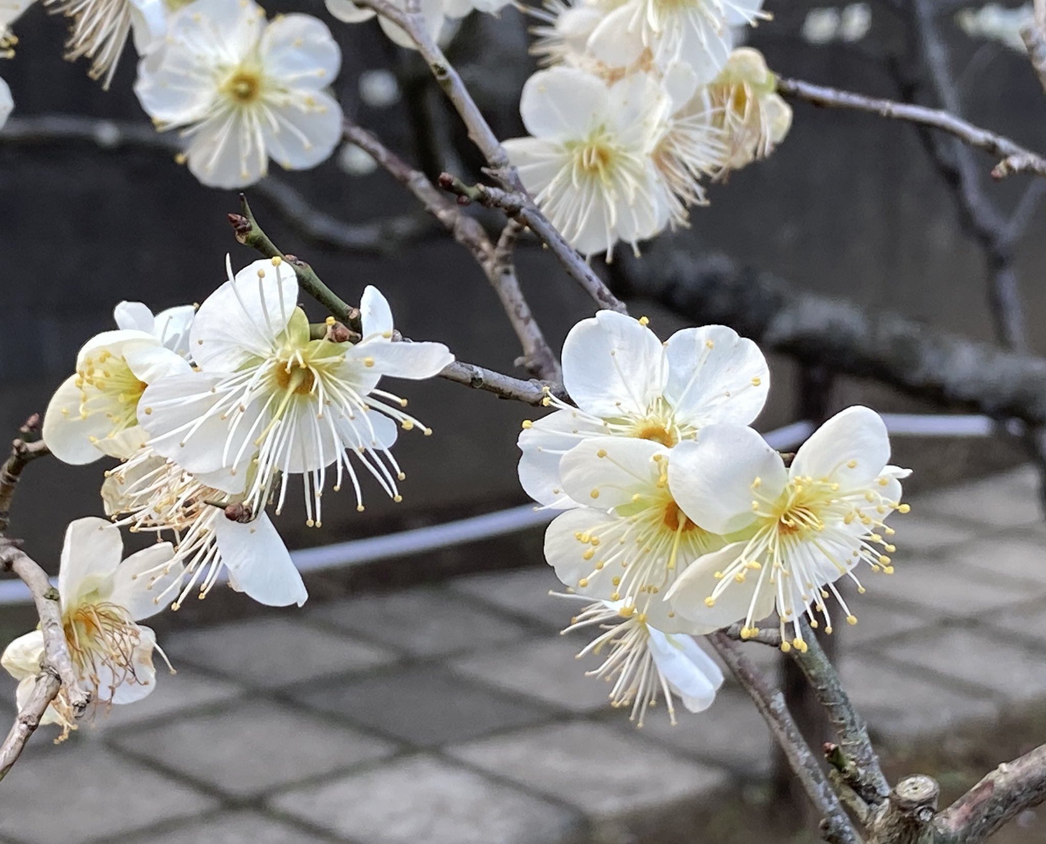 花を愛でる Twitter Search Twitter