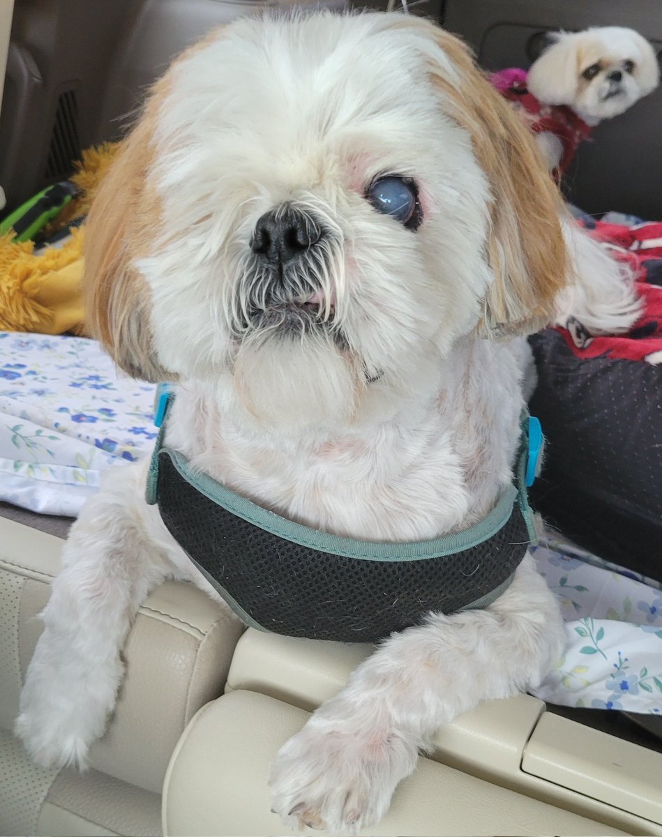 CHIPTheShihTzu's tweet photo. fresh out tha salon ✂️✂️
#FancyChips #SpaDay #FridayFeeling #ChipTheShihTzu https://t.co/F2OnNXg8tA