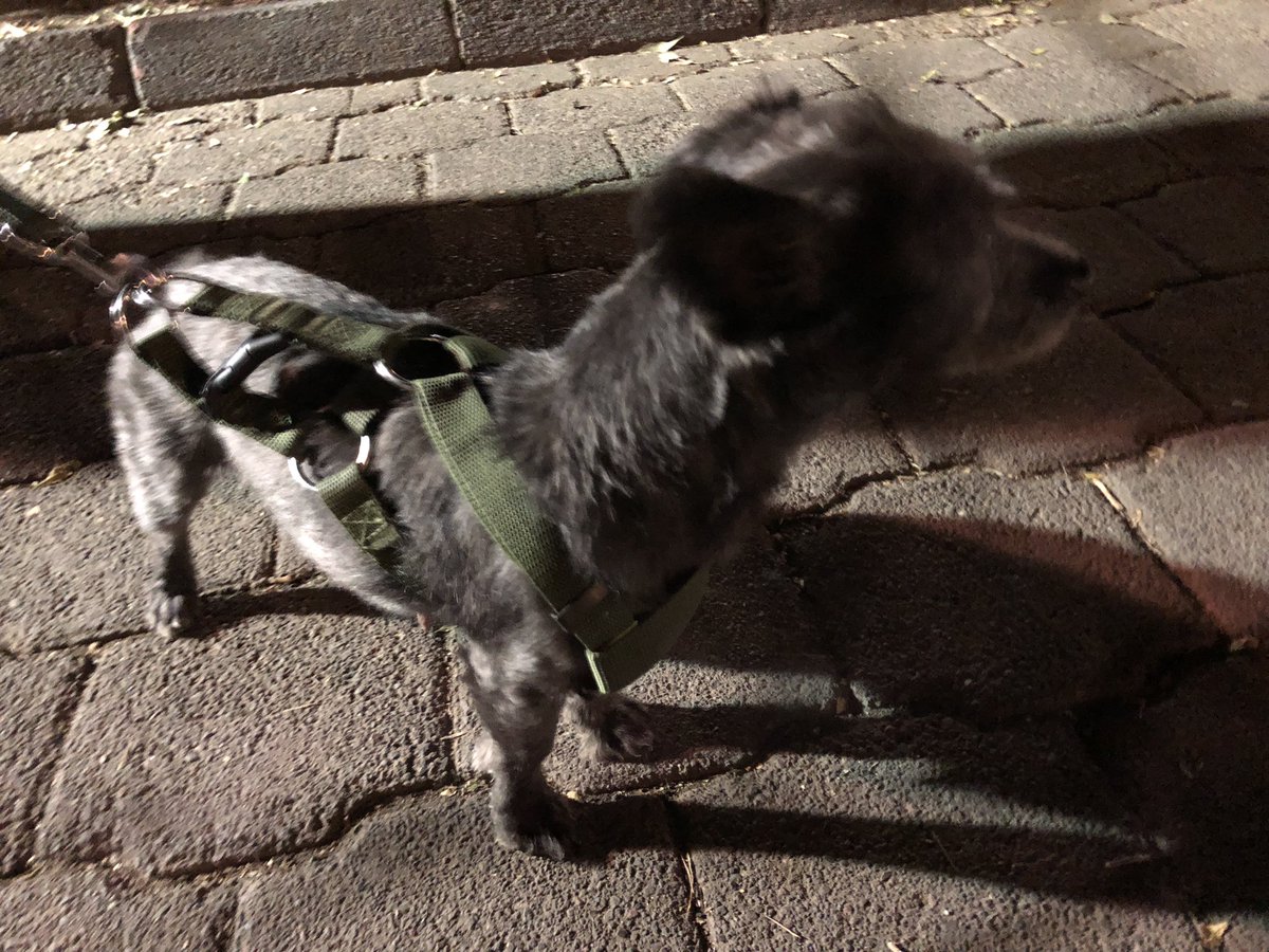 Josghz's tweet photo. @LaNapolesCdMx  Dejaron a esta perrita en el parque Alfonso Esparza. Estaba corriendo sola y desubicada. No trae placa, solo un arnés verde que dice “police”. https://t.co/0cUjWWshPc