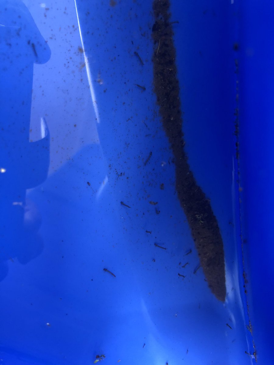 JDarbro's tweet photo. I found these Aedes notoscriptus larvae in our overturned shell pool. If youβve had rain, donβt forget to check your yard for mosquito larva sites! https://t.co/nJnQYYApLM