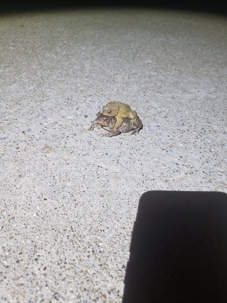 SmokinBirb's tweet photo. Joey called me outside to show me this https://t.co/hS2StgZbDe