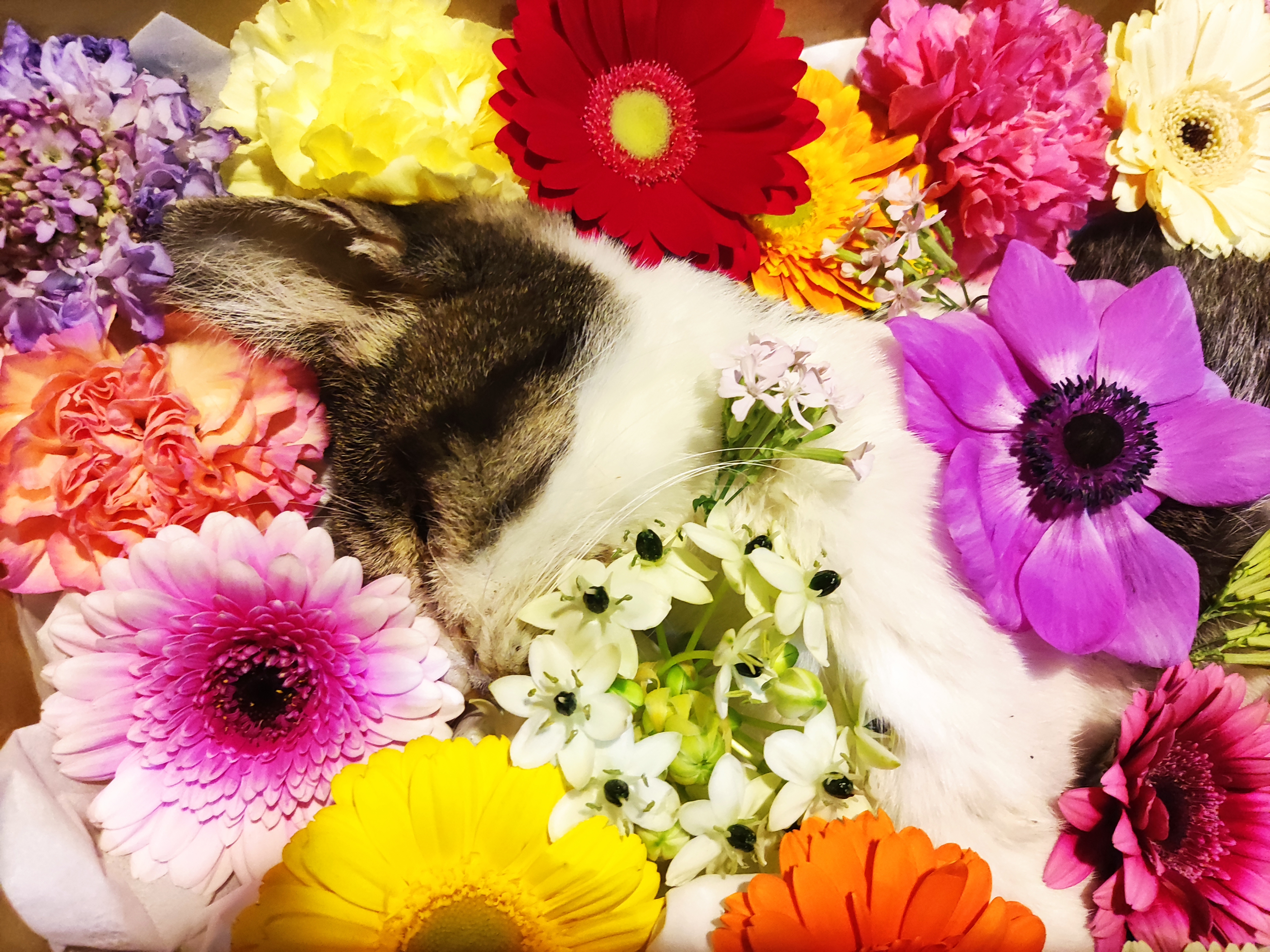 彦さん 昨日は沢山のお悔やみと励ましのコメントありがとうございました 個別に返信はまだ出来ないので このツイートをお礼の返信とさせてください 昨日 無事に葬儀が終わり 皆様のお言葉 リンに届いたと思います ありがとうございました この2週間