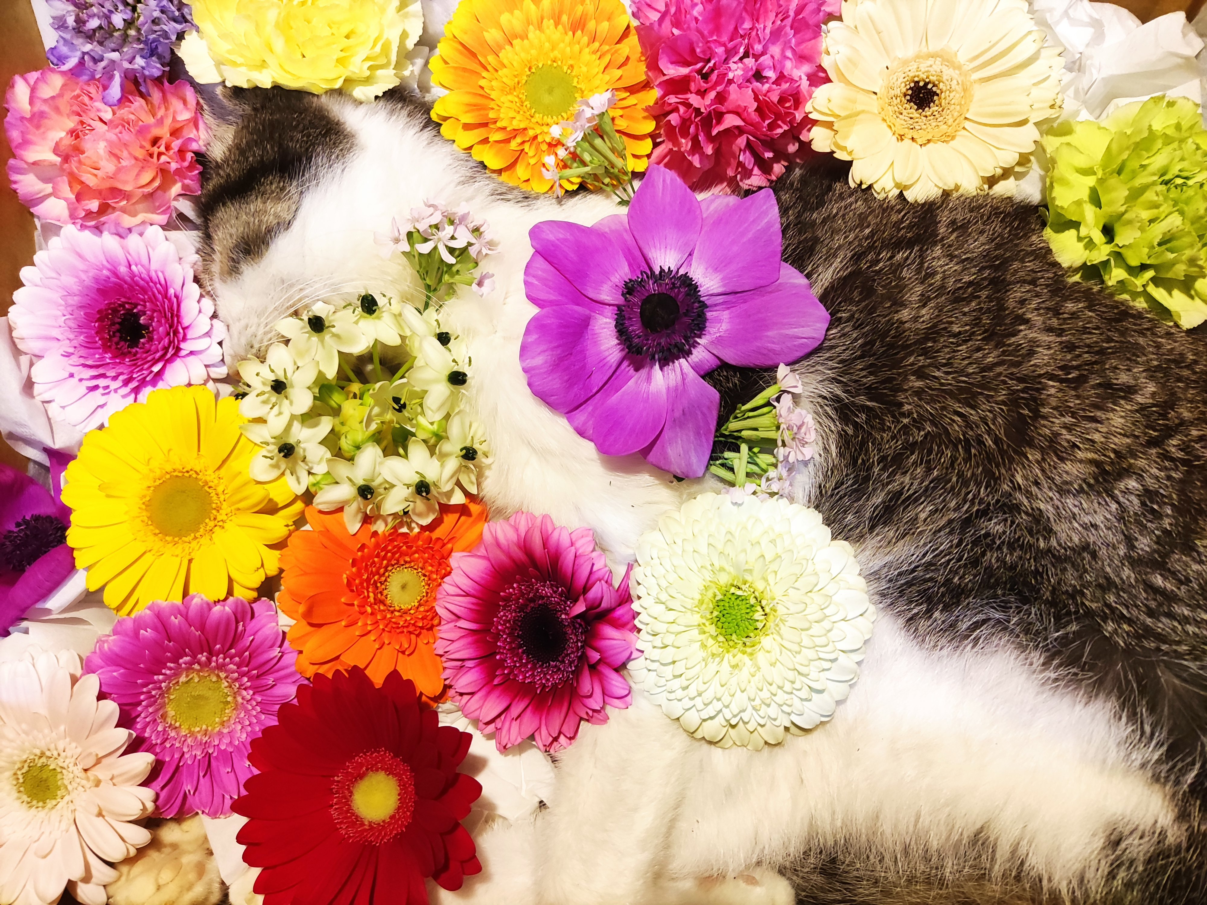 彦さん 昨日は沢山のお悔やみと励ましのコメントありがとうございました 個別に返信はまだ出来ないので このツイートをお礼の返信とさせてください 昨日 無事に葬儀が終わり 皆様のお言葉 リンに届いたと思います ありがとうございました この2週間