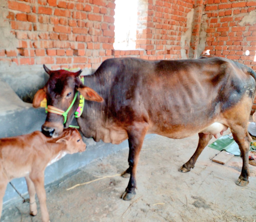saurabhiirm's tweet photo. The #women collective members of Jitpur village in #Deoghar has now expanded #dairy intervention by inaugrating the second unit. @ActionAidIndia is supporting integrated farming in the village by providing training, inputs &amp; facilitating market linkages. @sndeep @dipalisharma02 https://t.co/oc6gaymJu6