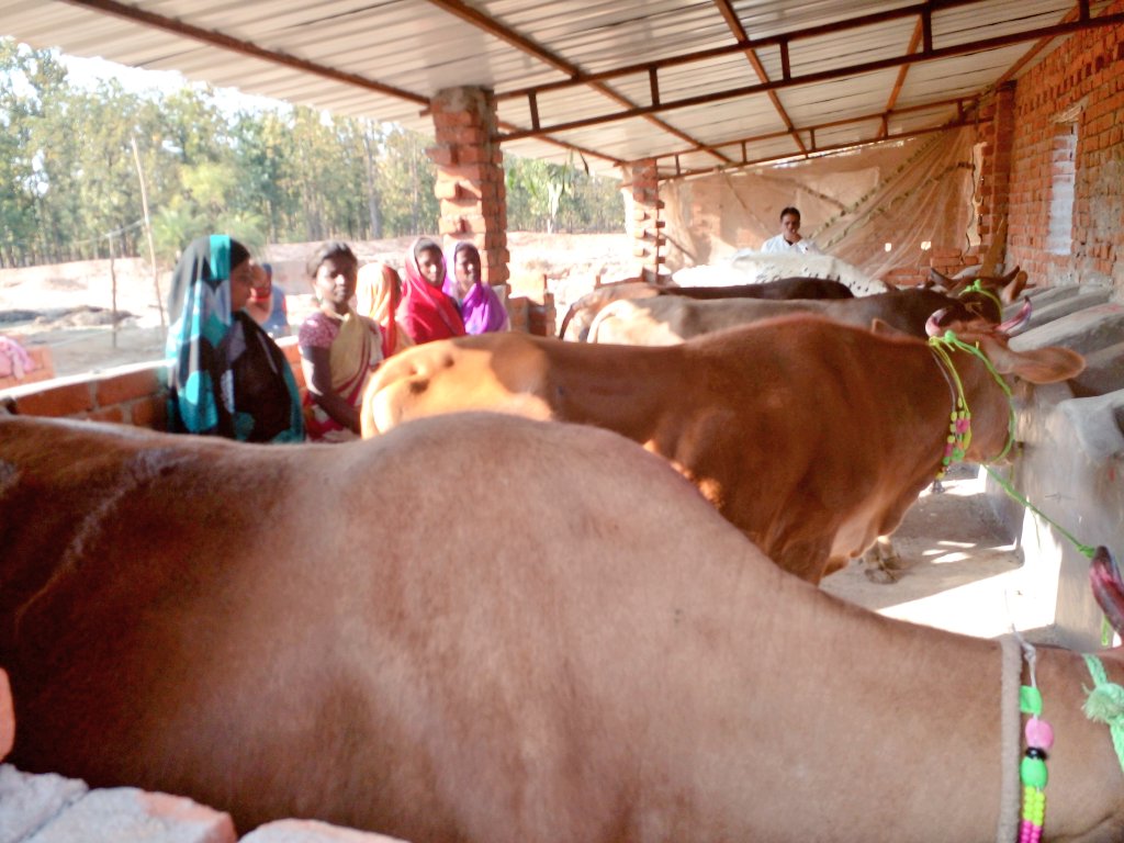 saurabhiirm's tweet photo. The #women collective members of Jitpur village in #Deoghar has now expanded #dairy intervention by inaugrating the second unit. @ActionAidIndia is supporting integrated farming in the village by providing training, inputs &amp; facilitating market linkages. @sndeep @dipalisharma02 https://t.co/oc6gaymJu6