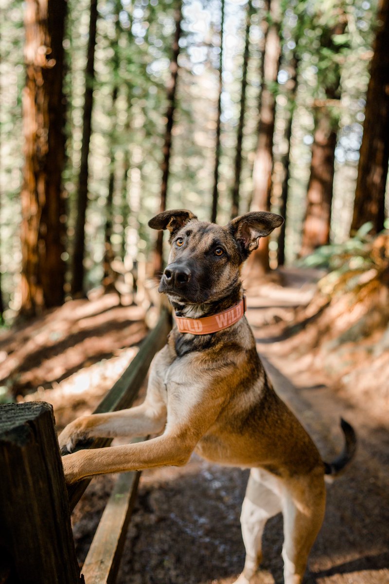 Took the new camera out for a spin at Hoyt Arboretum today!! I’m so in love with it 😍 // ft. Everett &amp; Honey WILD Collars #dogsoftwitter #twitterdogcommunity #hikingdog #belgianmalinois