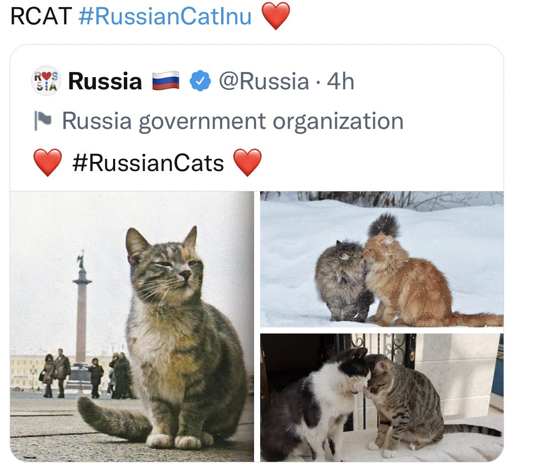 RussianCatInu's tweet photo. @elonmusk @martypartymusic @RussianCatInu  Lets help some cats find their shelter and feed them #RussianUkrainianWar https://t.co/OUSRkAxmvQ