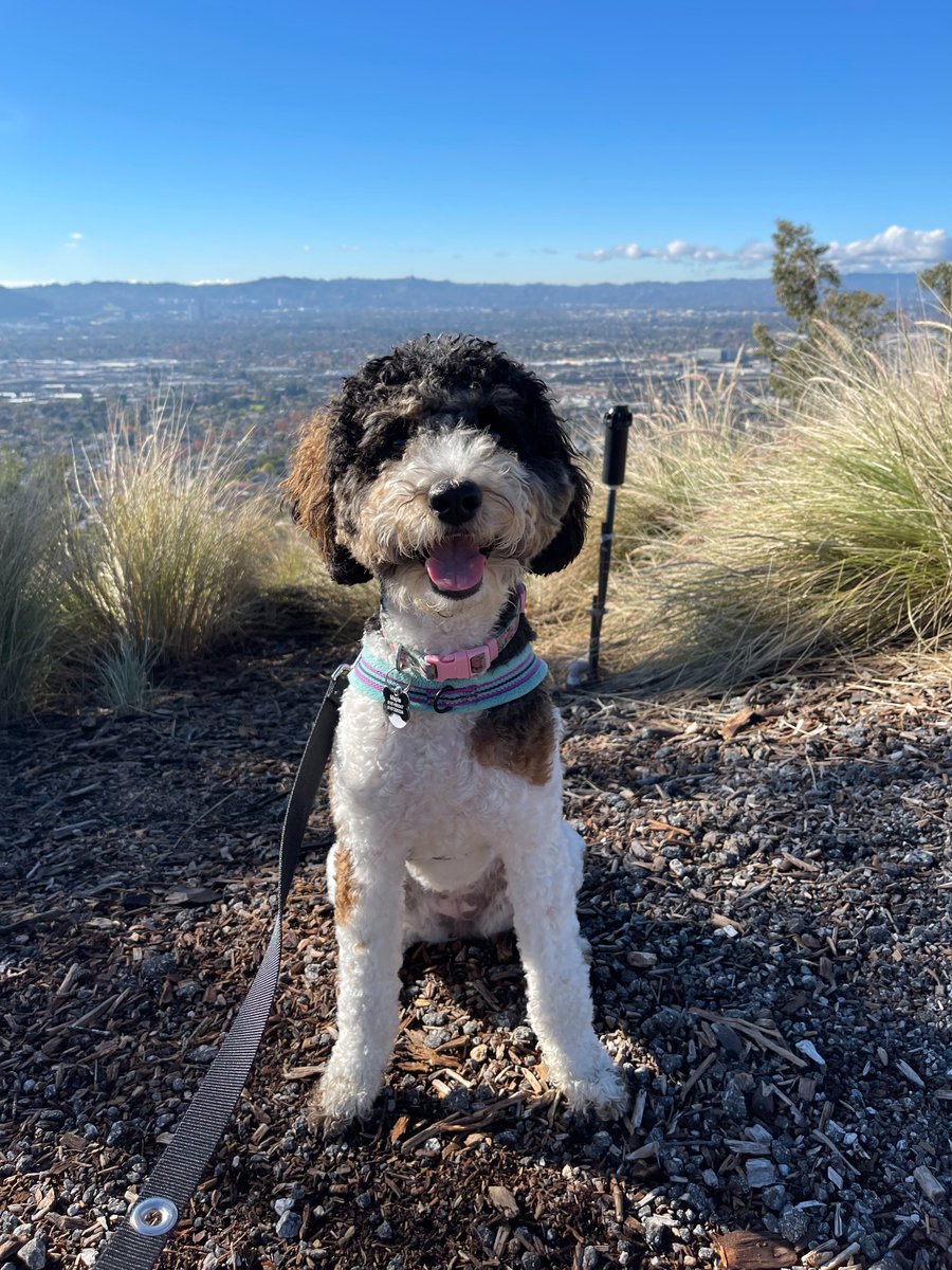 snapleash's tweet photo. Hope your Friday looked a little bit like this!

#dogsadventure #adventuredog #dogsoftwitter https://t.co/22K5mjy7Rh