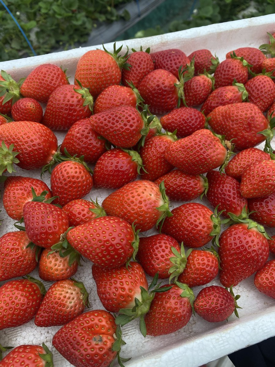 🍓プレゼントキャンペーン🍓

お客様へ感謝の気持ちを込めて、

【厳選完熟やよいひめ1000g】

プレゼントキャンペーン始めます❗️

応募方法は🎁
①  本アカウントをフォロー
②  本ツイートをRT

応募してくださった方の中から、【3名様】とさせていただきます！

沢山のご応募お待ちしております🤲😊