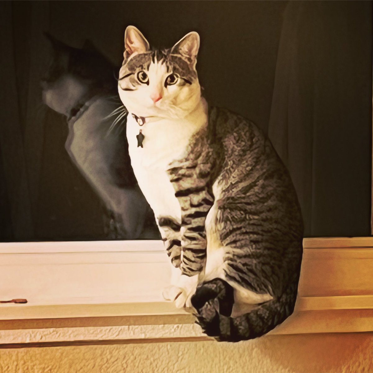 ms_punkymom's tweet photo. Look at this distinguished gentleman! #distinguishedgentleman #catsofinstagram #azukithecat #CatsOfTwitter https://t.co/wWjkbhLuea