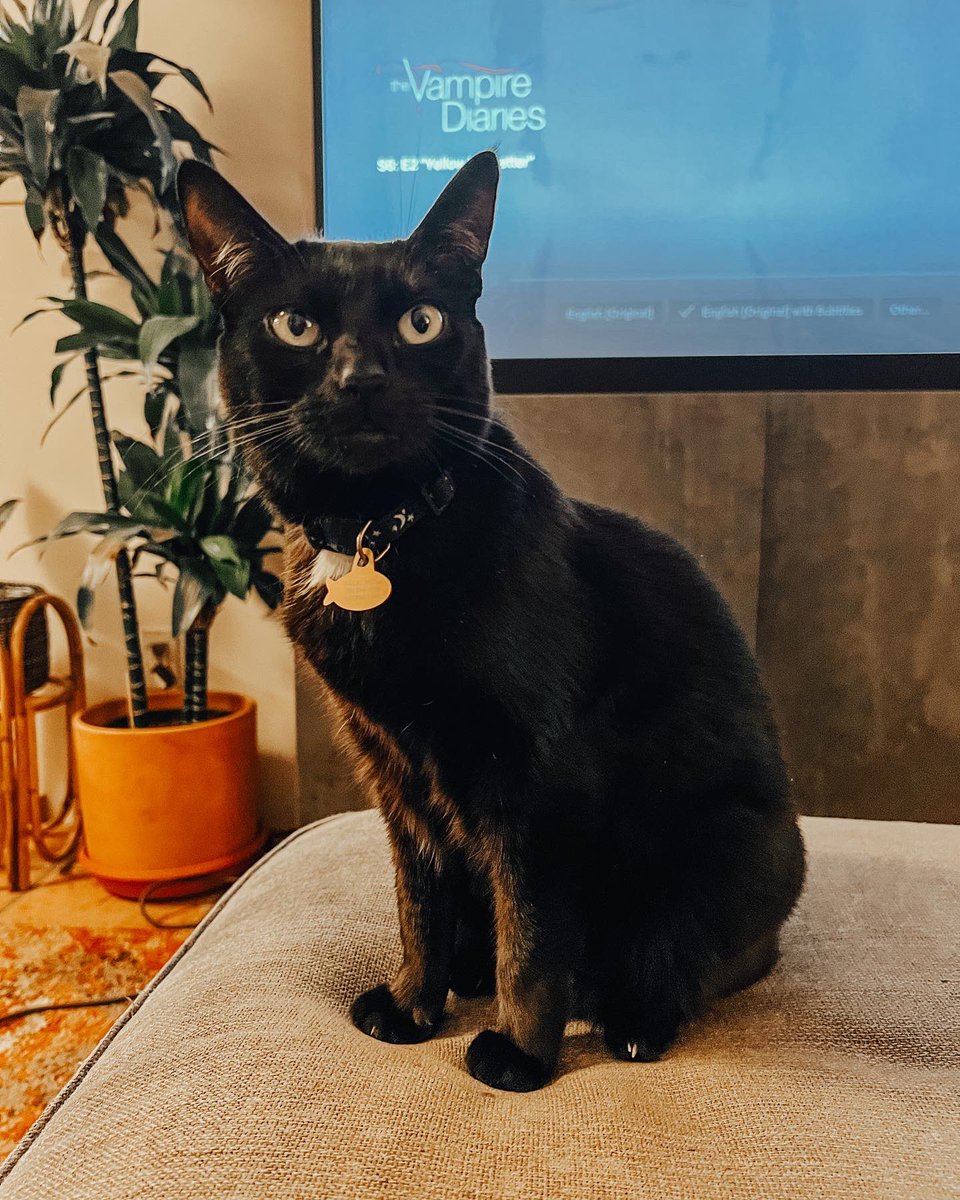 baileysarts's tweet photo. @NICKMERCS the Joe Joe fund is so incredible. This is my baby Luna who was just diagnosed with AKI. I am selling art prints of “beet beet on skeet skeet” to help raise money for her medical bills. Anything helps 🥺🖤 https://t.co/OSiKrTyoRR