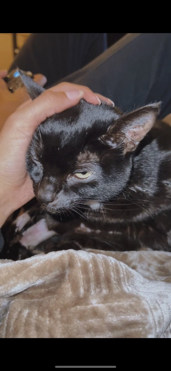 baileysarts's tweet photo. @NICKMERCS the Joe Joe fund is so incredible. This is my baby Luna who was just diagnosed with AKI. I am selling art prints of “beet beet on skeet skeet” to help raise money for her medical bills. Anything helps 🥺🖤 https://t.co/OSiKrTyoRR