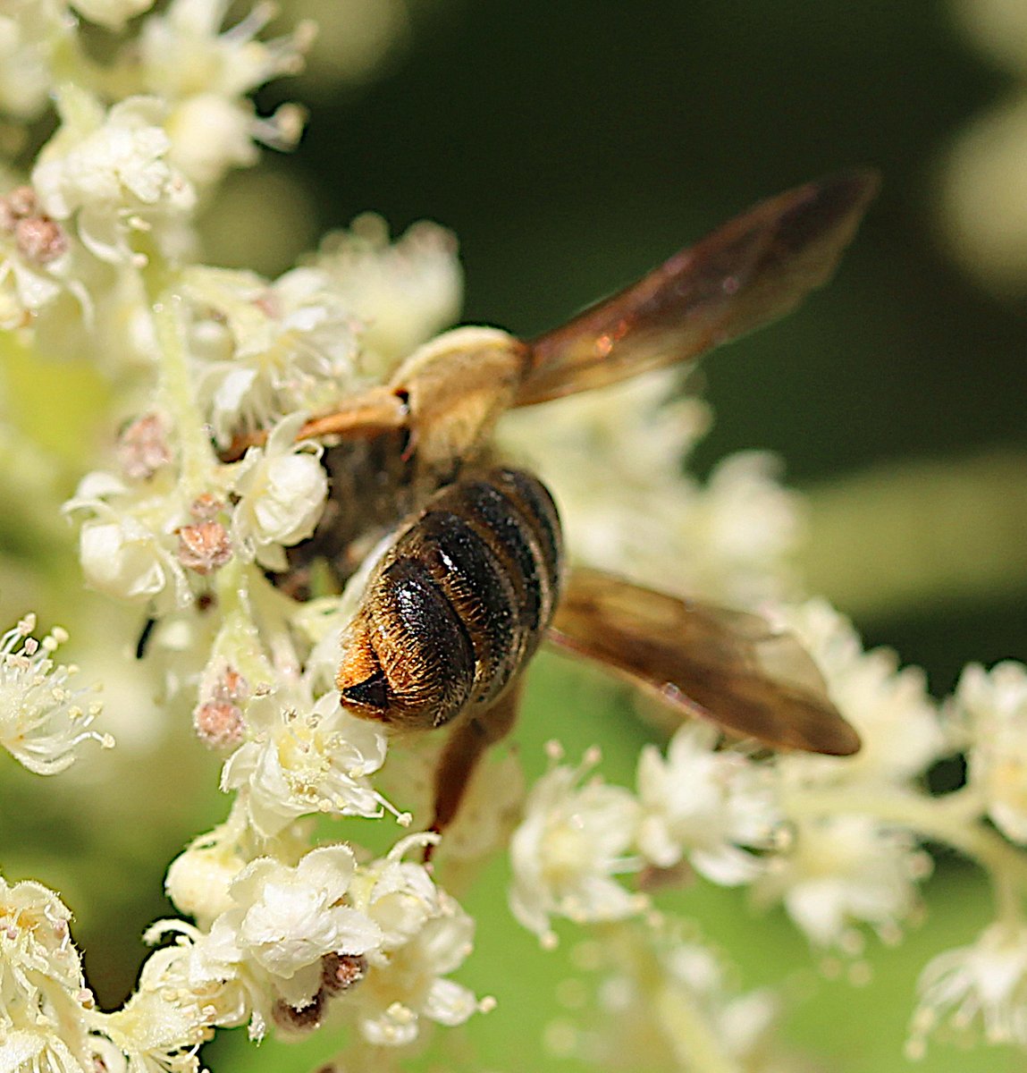 zucchinibeemama's tweet photo. Andrena prunorum on oceanspray (Holodiscus discolor). Can you spot the pygidial plate on the 6th segment of this bee butt? Fun fact: the final segment of a bee's abdomen is the pygidium. #invertebutt @BCNativeBees https://t.co/6lwZ435U4e