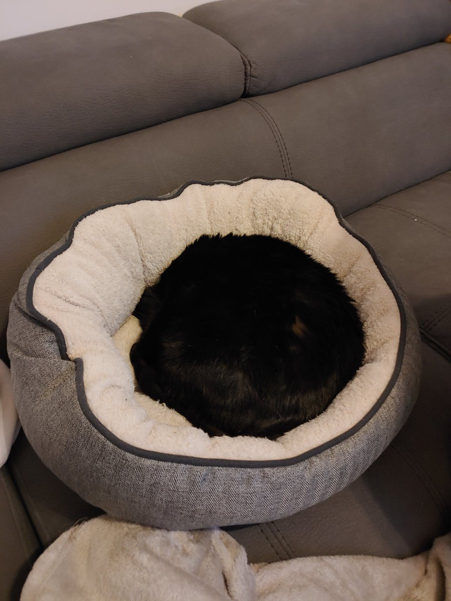 AletheasEye's tweet image. That's a cat, not a weird cushion. 

#VoidKitty