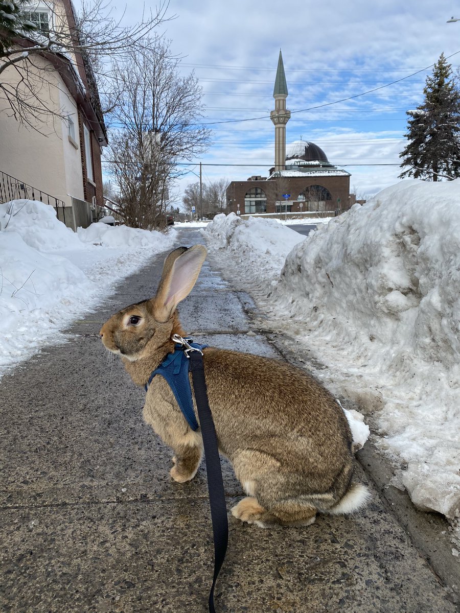 Michael Stepner tweet media