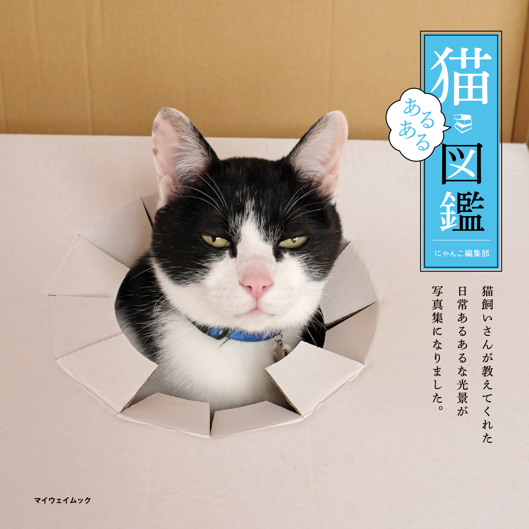 ピーエーディー おすすめ猫写真集 かわいい猫に癒されたい 猫好きが癒される珠玉の猫たちをご紹介 是非 ご覧くださいませ どうぞ宜しくお願いします にゃんこ編集部 猫写真集 猫本 猫 子猫 ねこ ネコ 猫好き 猫好きさんと繋がりたい