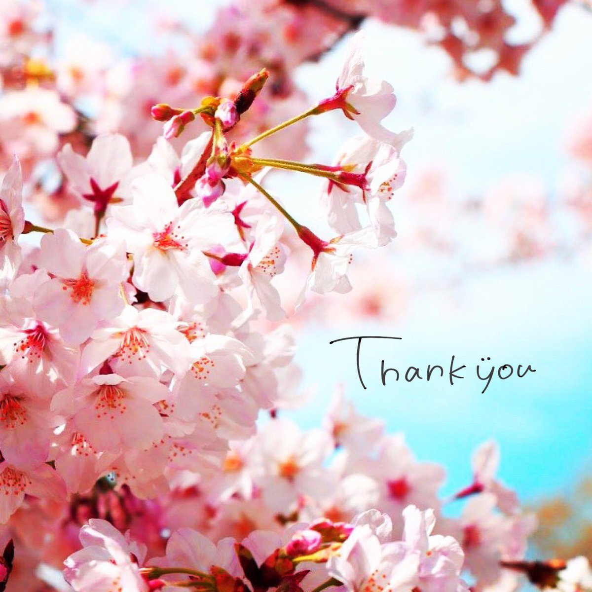 mediamy33's tweet photo. おつかれさまです*˙︶˙*)ﾉ"

今日は｢啓蟄｣…
暖かいだけで楽しい気持ちになる

なんだろう…🤔💭
寒いとギュッーと身体も心も
固まってしまう感じか？？？

なんやかんや言うてても🌸🐝
いい事もわるい事も過ぎ去り
想い出になってくんやね…

元気でお過ごしください👋🍀 https://t.co/WM92s2hreX