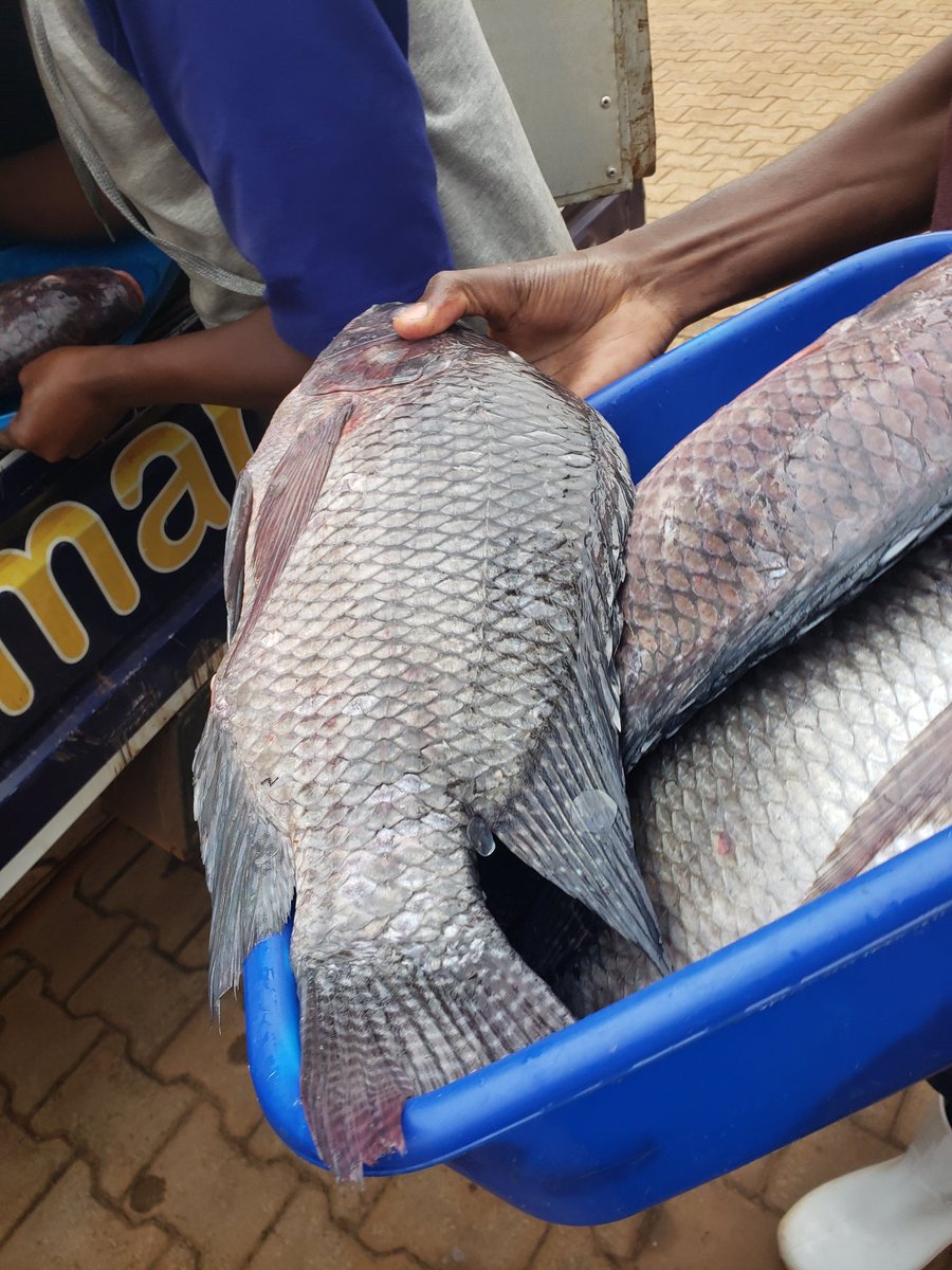 TendoDar's tweet photo. Your whole family must have a delicious meal throughout the weekend with meat delivered from @CornerButchery 
Is it Whole Tilapa,minced meat or shredded chicken you need?
Head over to our CB app and order..

▪︎Download the app here https://t.co/fGDYkcXVcr https://t.co/M0Px6p0dcA