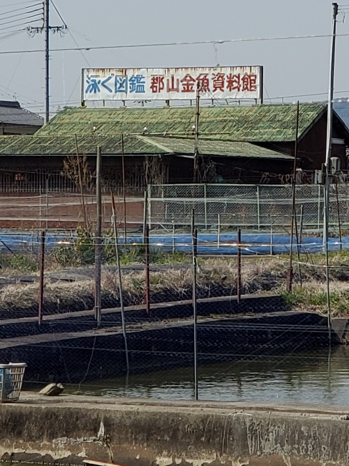 金魚資料館 Twitter Search Twitter