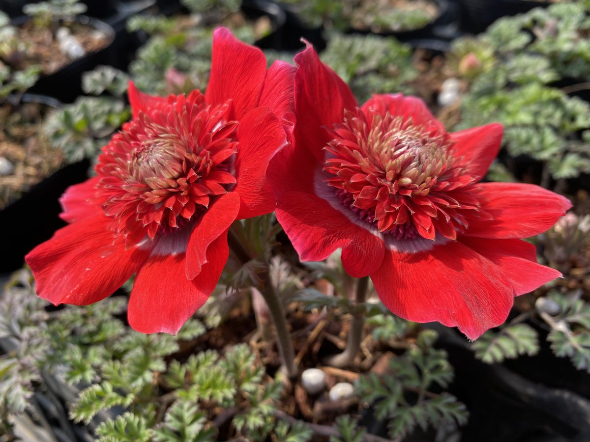 【横山園芸】アネモネ　コロナリア　ダブル　3.5号ロングポット苗《3/23》 横山園芸】アネモネ コロナリア ダブル 3.5号ロングポット苗《3/23