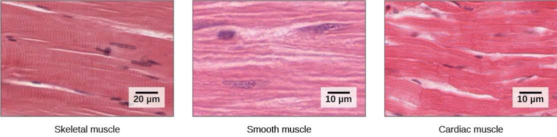 3 ตัวนี้ออกบ่อยมาก 
จำ !!! ใต้อำนาจจิตใจมีอันเดียว = กล้ามเนื้อโครงร่าง(ลาย) เพราะน้องบังคับยืดแขน หดแขนได้ !
ที่เหลือนอกอำนาจจิตใจหมด เพราะน้องไม่สามารถบอกให้หัวใจหยุดเต้น กระเพาะหยุดบีบบตัวได้ ! เกทมั้ยย อิอิ
#ชีวะครูพี่ต้น #dek65 #dek66 #dek67 #dek68 #วิชาสามัญ #TCAS65