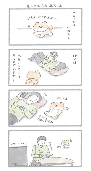 自分のことを人間だと思っている柴犬さん#こんにちはいぬです 