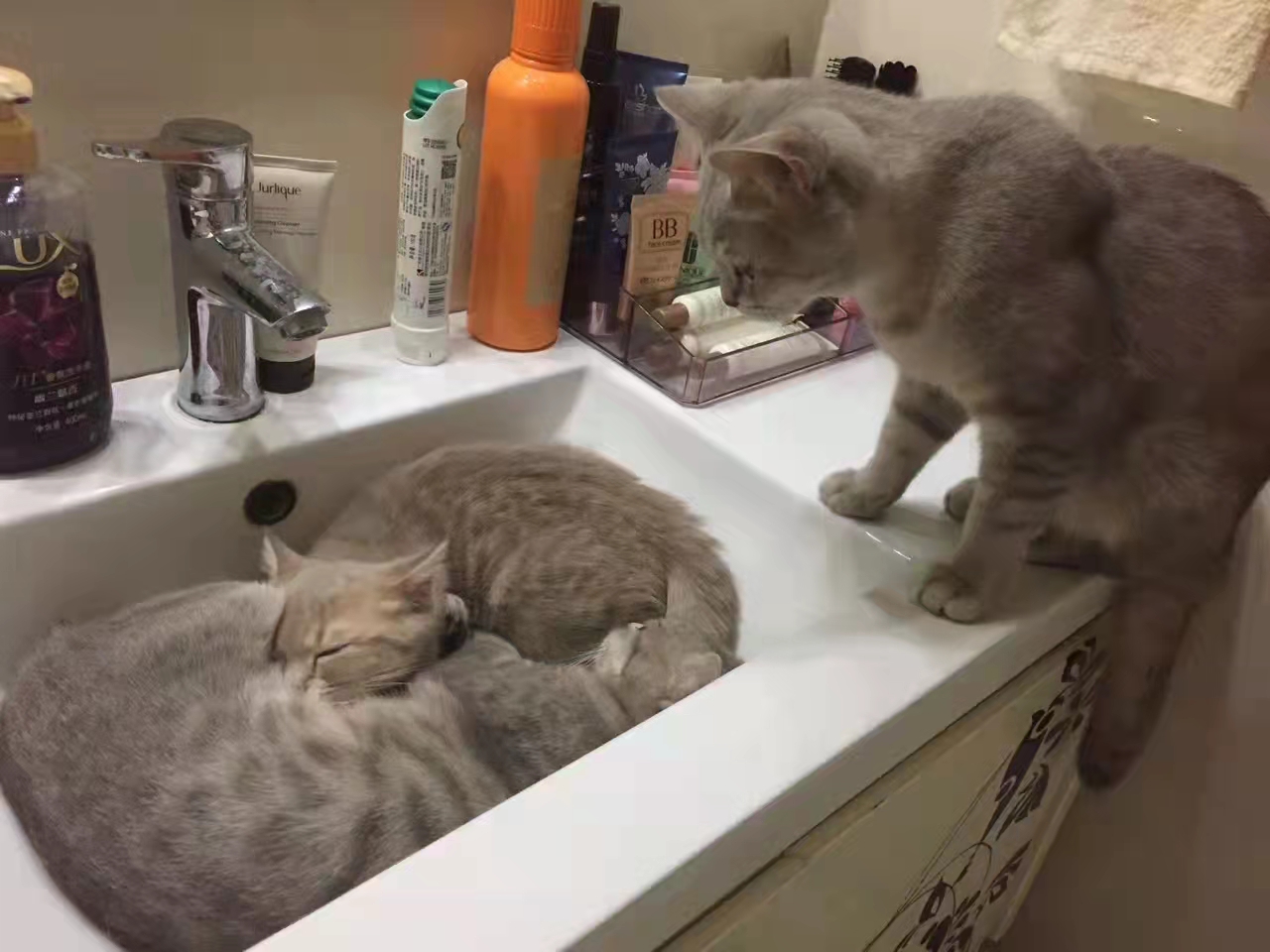 Cat Anni 迷惑行为 猫咪confusing Behavior Cats 子猫 ねこ ココ Koshki Koty Sobaki 流浪猫 宠物 猫ひたhttps T Co C7ddwurtiq Twitter